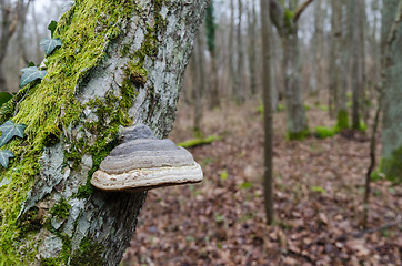 Image showing Tinder fungus growing on a mossy tree trunk