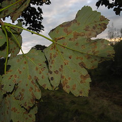 Image showing Tar spot fungus