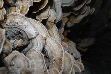 Image showing Trametes versicolorn