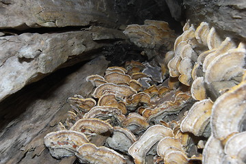 Image showing decaying stump