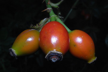 Image showing Irish Dog Rose