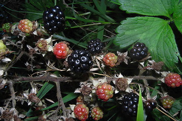 Image showing Blackberry