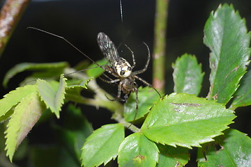 Image showing Spider eating a fly