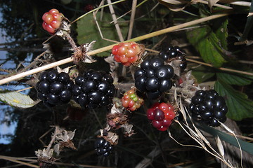 Image showing blackberries