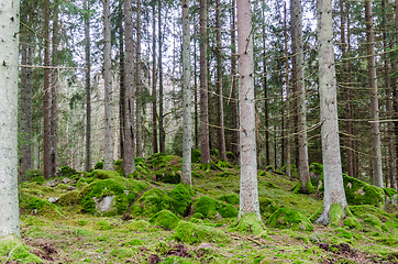 Image showing Bright mossy forest