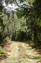 Image showing Framed blurred forest road