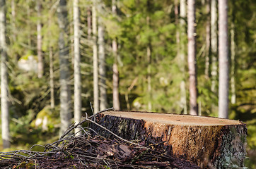 Image showing Tree stump close up