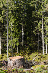 Image showing Tree stump in a coniferuous forest