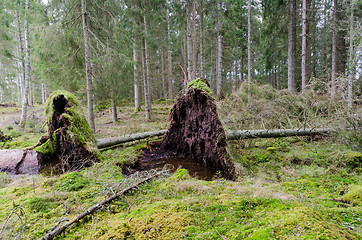 Image showing Uprooted trees in a coniferuous forest