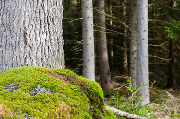 Image showing Mossy rock in the foret