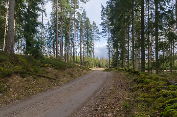 Image showing Bright forest with a winding gravel road