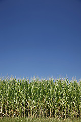 Image showing Corn and sky