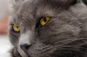 Image showing Yellow green eyes of dark gray cat close-up