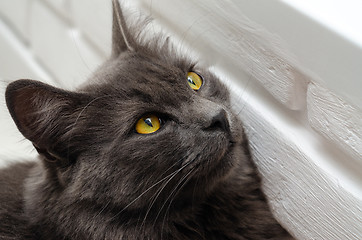 Image showing The cat leaned against the wall and looked up, close-up