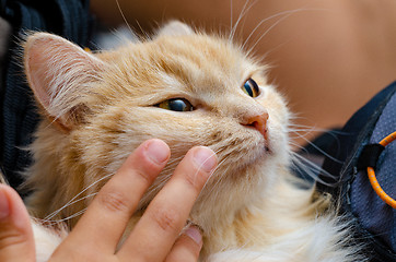 Image showing Baby fingers stroke the face of a cat