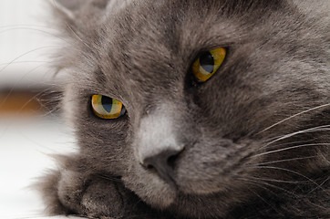 Image showing The muzzle of a dark gray cat close-up