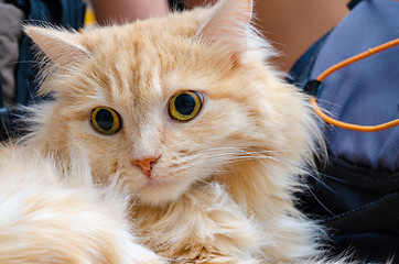 Image showing ginger cat looks scared, close-up