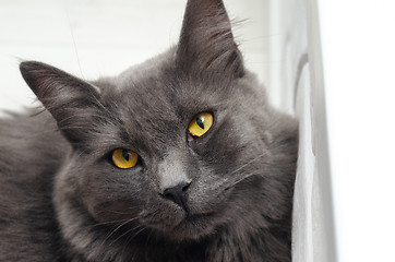 Image showing Dissatisfied with the unusual look of the cat, kneading maine coon