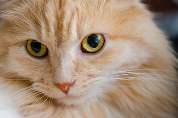 Image showing The look of a red cat with yellow eyes