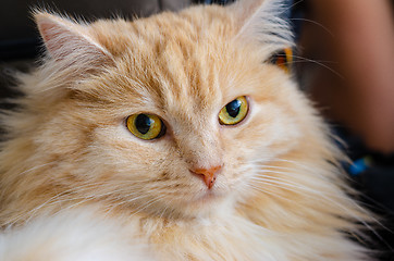 Image showing The look of a red cat with yellow eyes, close-up