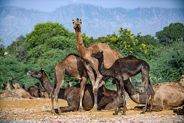 Image showing Camels at the Pushkar Fair Rajasthan, India.