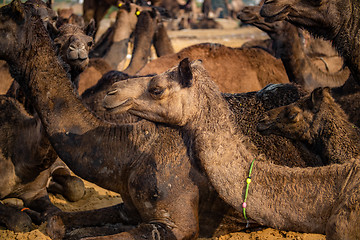 Image showing Camels at the Pushkar Fair Rajasthan, India.