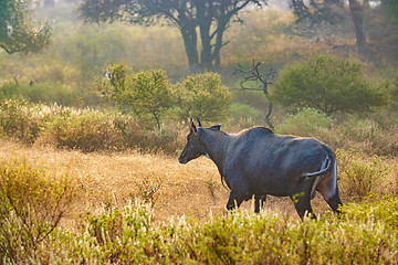 Image showing Nilgai or blue bull is the largest Asian antelope and is endemic