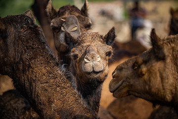 Image showing Camels at the Pushkar Fair Rajasthan, India.