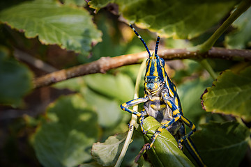 Image showing Aularches miliaris is a monotypic grasshopper species of the gen