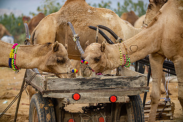 Image showing Camels at the Pushkar Fair Rajasthan, India.