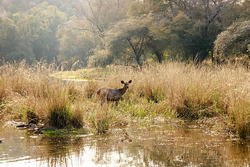 Image showing Sambar Rusa Ranthambore National Park Sawai Madhopur Rajasthan I