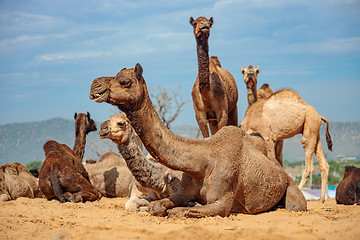 Image showing Camels at the Pushkar Fair Rajasthan, India.