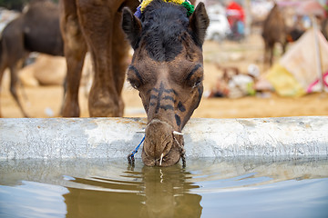 Image showing Camels at the Pushkar Fair Rajasthan, India.