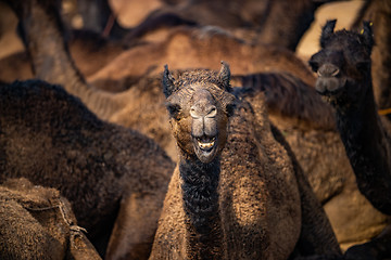 Image showing Camels at the Pushkar Fair Rajasthan, India.