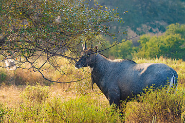 Image showing Nilgai or blue bull is the largest Asian antelope and is endemic