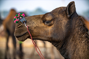 Image showing Camels at the Pushkar Fair Rajasthan, India.