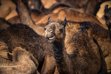 Image showing Camels at the Pushkar Fair Rajasthan, India.