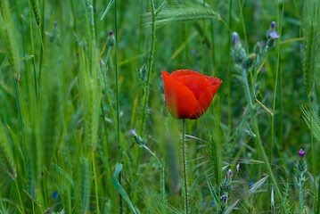 Image showing Red poppy flower