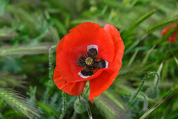 Image showing Red poppy flower