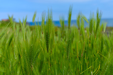 Image showing The feather grass