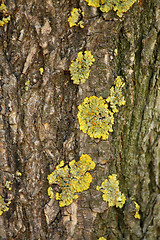 Image showing Bark and moss