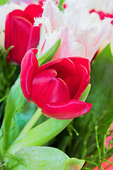 Image showing Shot of beautiful macro tulip flowers