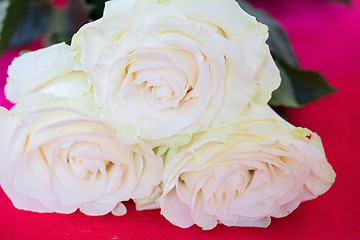 Image showing White roses over pink background