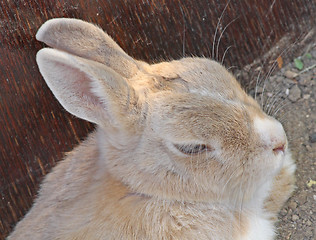 Image showing Rabbit