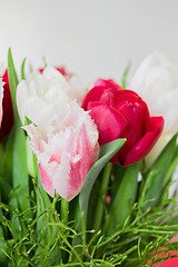 Image showing Shot of beautiful macro tulip flowers