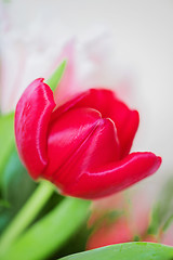 Image showing Shot of beautiful macro tulip flowers