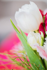 Image showing Shot of beautiful macro tulip flowers