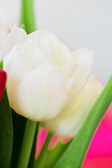 Image showing Shot of beautiful macro tulip flowers