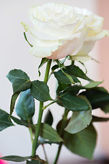 Image showing Fresh white roses