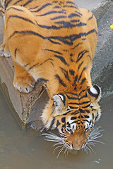 Image showing Drinking tiger